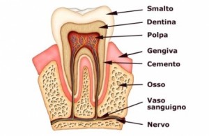 Risultati immagini per nervo denti