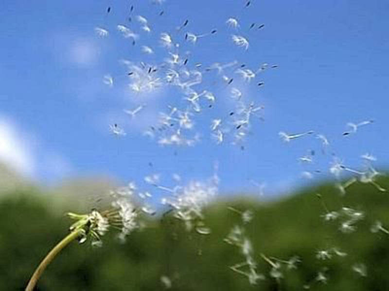 Allergia ai pollini: a marzo inizia l’incubo di milioni di italiani