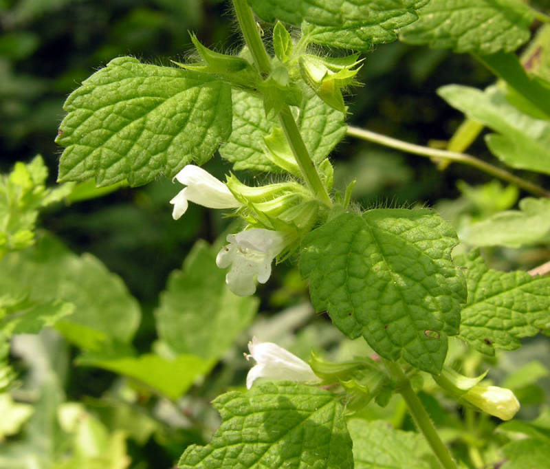 C’è un rimedio naturale al sudore: la salvia