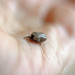 Puntura di zecca che provoca la Malattia di Lyme