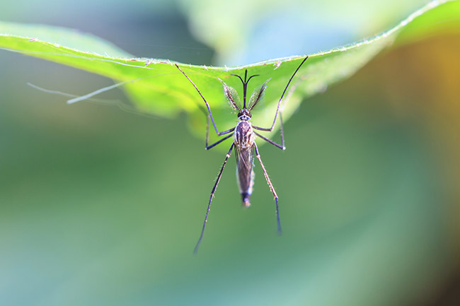 Febbre Dengue: come si trasmette e quali sono i sintomi
