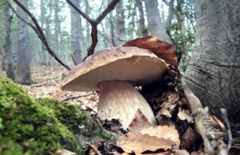 Funghi