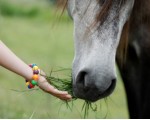 Rapporto uomo-cavallo