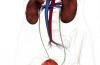 Nefrologia per un rene sano e funzionale