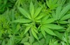 Marijuana, la sostanza stupefacente più diffusa al mondo