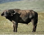 Carne di bufalo