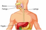 Cancro e alcol