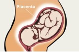 Placenta