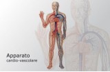 Apparato cardio-vascolare