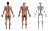 Reumatologia controlla l'apparato muscolo-scheletrico