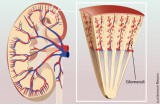 Glomeruli