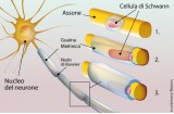 Cellule di Schwann