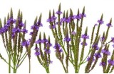 Verbena