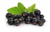 Ribes Nigrum