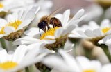 Apis