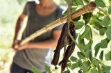 Carruba: perché riscoprire questo legume mediterraneo