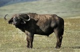 La carne di bufalo