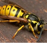 Allergia agli insetti: allergia al veleno secreto dalle punture di insetti