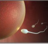Tecniche di fertilizzazione e tumore ovarico: quali sono i rischi