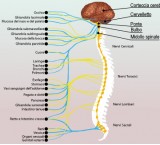 Le acque termali con acido solfidrico sono benefiche