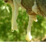 Piante medicinali: la manna di frassino