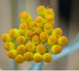 Geloni: i rimedi naturali