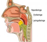 Patologie orofaringee: rimedi naturali