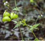 Cardiospermum halicacabum: cortisone naturale