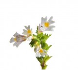 Oculorinite allergica: rimedi di omotossicologia