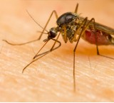 Rimedi naturali contro le zanzare
