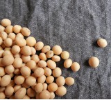 Soia, un legume orientale amato in Occidente