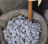 Cicerchie, un legume antico da riscoprire