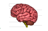 ICTUS