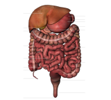 COLITE O SINDROME DEL COLON IRRITABILE O COLITE NERVOSA