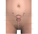VAGINITE