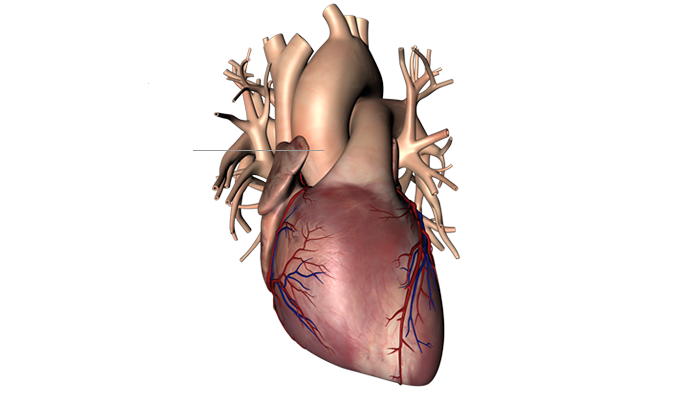 Aorta Ascendente - apparato circolatorio