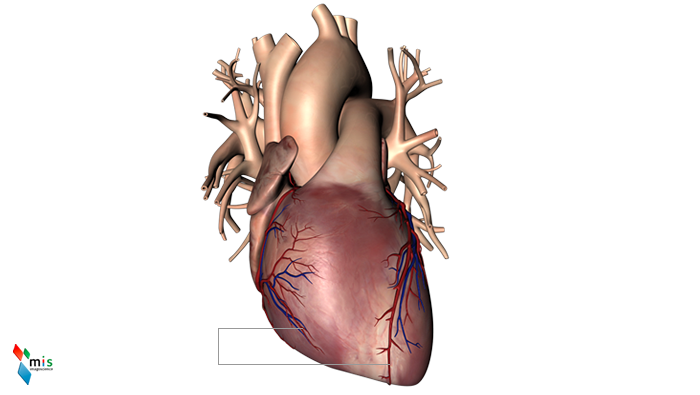 Arterie Coronarie - apparato circolatorio