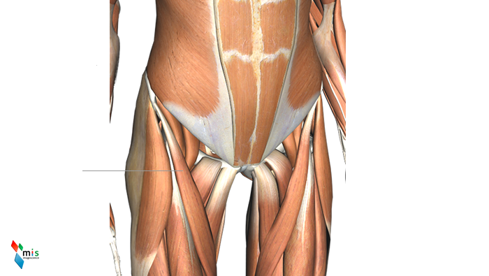 Muscolo Sartorio - apparato muscolare