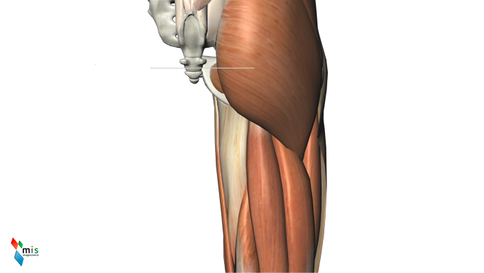 Muscolo Grande Gluteo - apparato muscolare