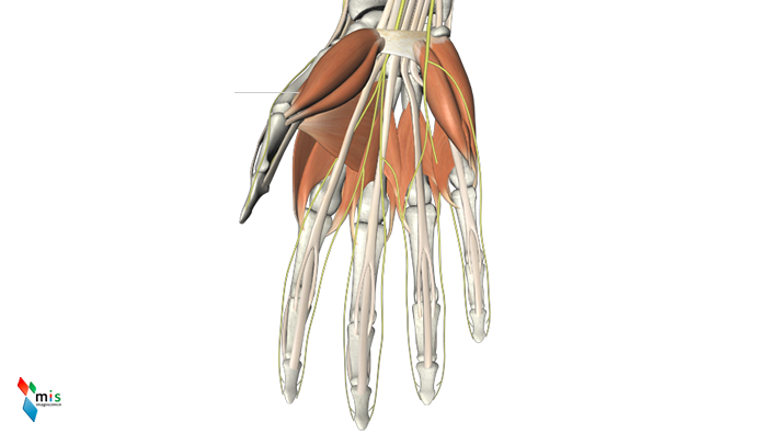 Muscolo Opponente del Pollice - apparato muscolare