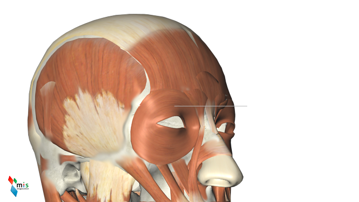 Muscoli delle Palpebre o Muscoli Orbicolari dell’Occhio - apparato muscolare