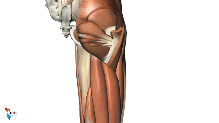 Muscolo Piccolo Gluteo - apparato muscolare