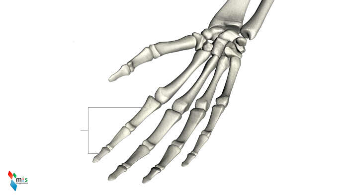 Falangi della Mano - apparato scheletrico