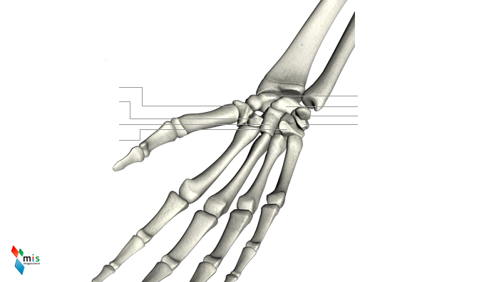 Ossa Carpali - apparato scheletrico
