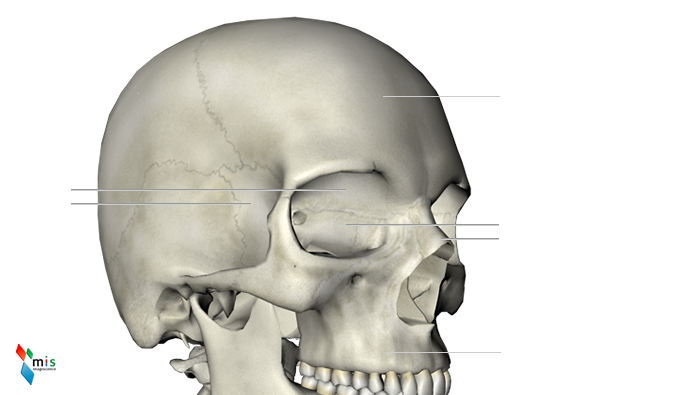 Osso Frontale - apparato scheletrico
