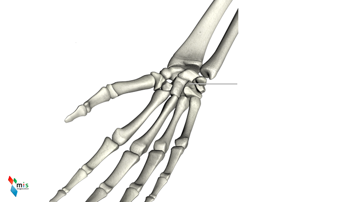 Osso Uncinato  - apparato scheletrico
