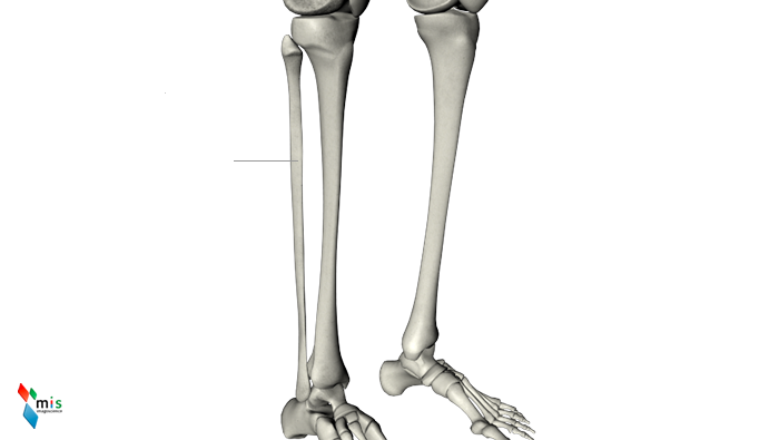 Perone o Fibula - apparato scheletrico