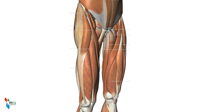 Muscoli della Coscia - apparato muscolare