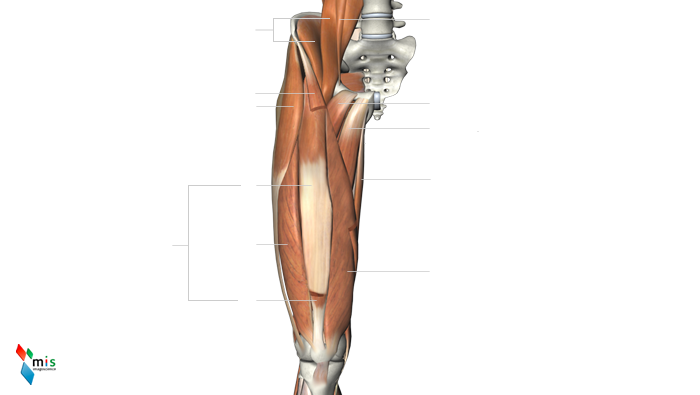 Muscoli della Coscia - apparato muscolare