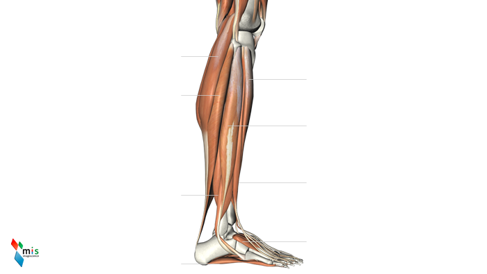 Muscoli della Gamba - apparato muscolare